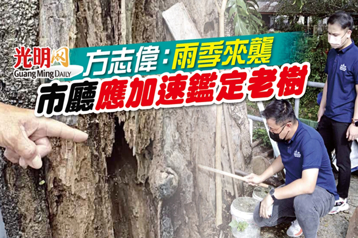 方志伟：雨季来袭 市厅应加速鉴定老树